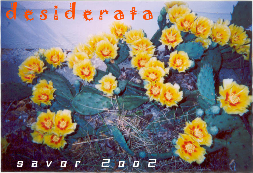 prickly pear cactus flowers june 2oo2